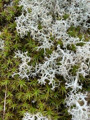 Cladonia