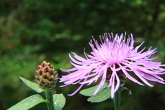 Centaurea nigrescens