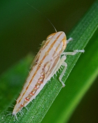 Cicadula