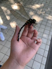 Anotogaster sieboldii sieboldii