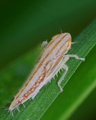 Cicadula