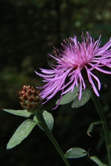 Centaurea nigrescens