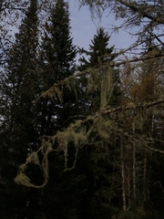 Usnea longissima