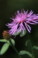 Centaurea nigrescens