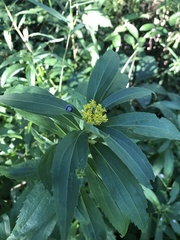 Rhopalomyia capitata