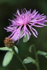 Centaurea nigrescens