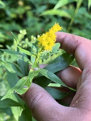 Asteromyia carbonifera
