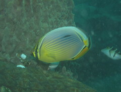 Chaetodon trifasciatus
