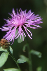 Centaurea nigrescens