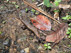Eutropis