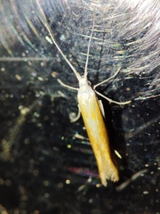 Coleophora albella