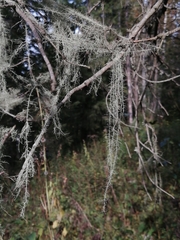 Usnea longissima