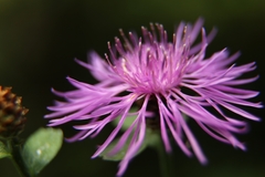 Centaurea nigrescens