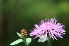 Centaurea nigrescens