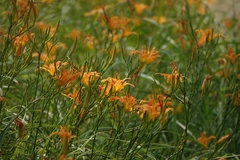Hemerocallis fulva