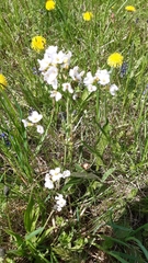 Cardamine pratensis