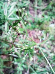 Galium saxatile