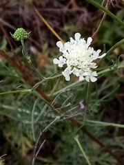 Dipsacoideae