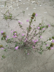 Galeopsis ladanum