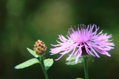 Centaurea nigrescens