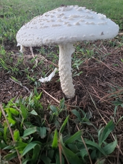 Saproamanita thiersii