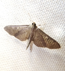 Herpetogramma aeglealis