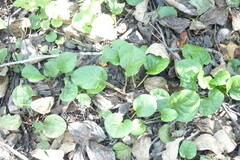 Pyrola rotundifolia
