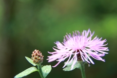 Centaurea nigrescens