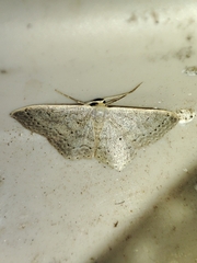 Idaea eugeniata