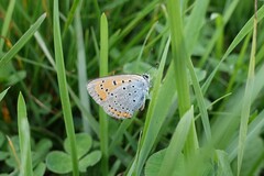Lycaena dispar
