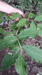 Sambucus racemosa racemosa