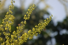 Koelreuteria bipinnata