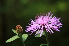 Centaurea nigrescens