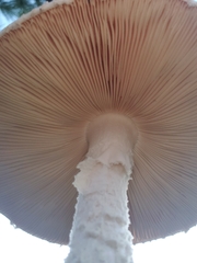 Saproamanita thiersii