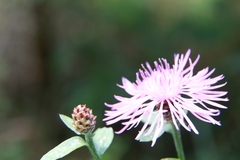 Centaurea nigrescens