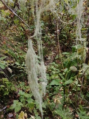 Usnea longissima