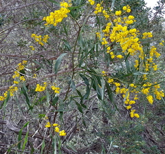 Acacia saligna