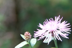 Centaurea nigrescens
