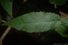 Croton stigmatosus
