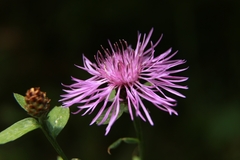 Centaurea nigrescens