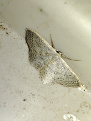 Idaea eugeniata