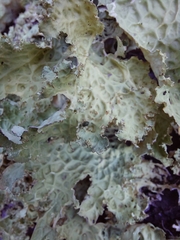 Lobaria