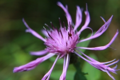 Centaurea nigrescens