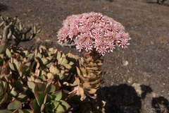 Aeonium lancerottense