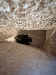 Setophaga caerulescens