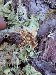 Lobaria
