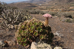 Aeonium lancerottense