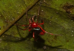 Nicodamidae