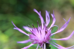 Centaurea nigrescens