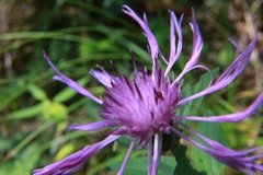 Centaurea nigrescens